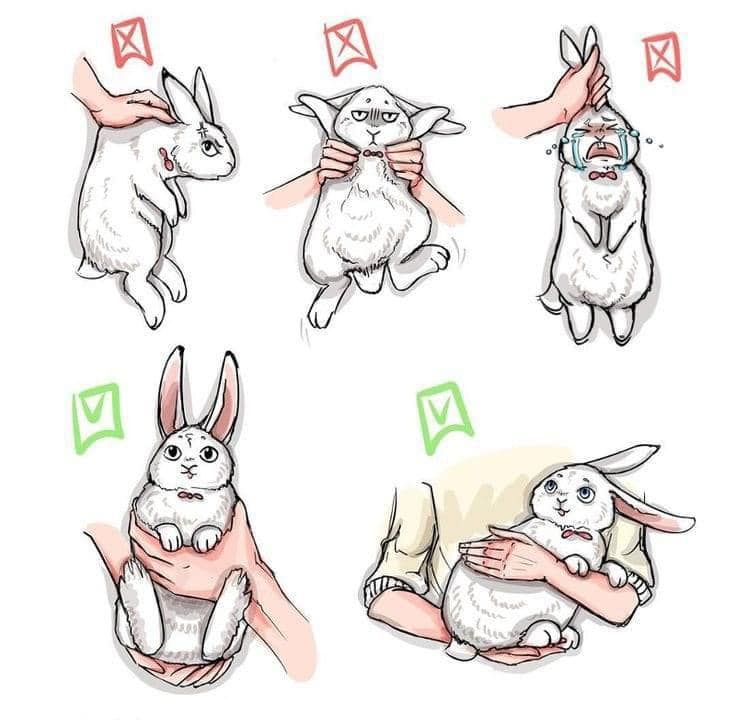 Comment porter un lapin